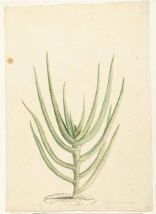 Crassula perfoliata, 1668-1729. Creator: Vincent Laurentz van der Vinne I