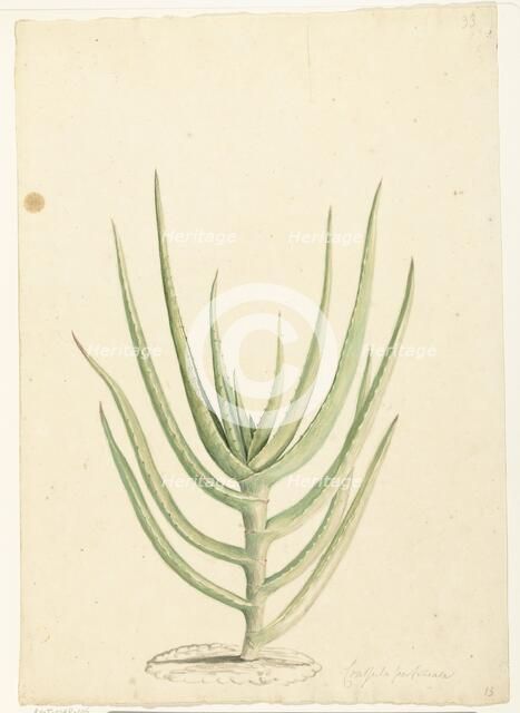 Crassula perfoliata, 1668-1729. Creator: Vincent Laurentz van der Vinne I.