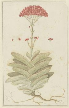 Crassula perfoliata L. (Sekelblaarplakkie), 1777-1786. Creator: Robert Jacob Gordon