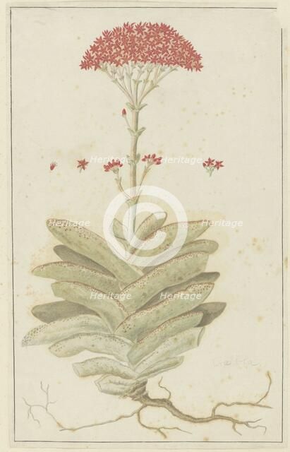 Crassula perfoliata L. (Sekelblaarplakkie), 1777-1786. Creator: Robert Jacob Gordon.