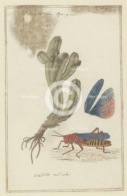 Crassula pyramidalis Thunb. (Pagoda mini jade) and a Dictyophorus spumans (Koppie foam...1777-1786. Creator: Robert Jacob Gordon.