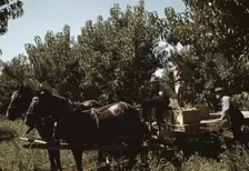 Crates of peaches being gathered from pickers to be hauled to..., Delta County, Colo., 1940. Creator: Russell Lee