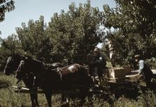 Crates of peaches being gathered from pickers to be hauled to..., Delta County, Colo., 1940. Creator: Russell Lee