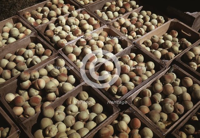 Crates of peaches in the orchard, Delta County, Colo., 1940. Creator: Russell Lee.