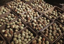 Crates of peaches in the orchard, Delta County, Colo., 1940. Creator: Russell Lee