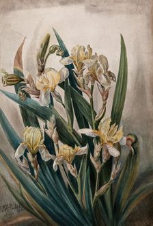 Cream iris flowers, 1901. Creator: JA Sherlock