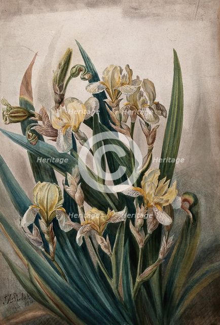 Cream iris flowers, 1901. Creator: JA Sherlock.
