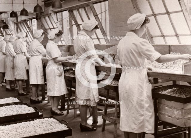 Cream manufacturing department, Rowntree factory, York, Yorkshire, 1949. Artist: Unknown