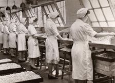 Cream manufacturing department, Rowntree factory, York, Yorkshire, 1949