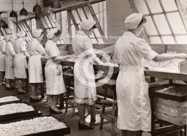 Cream manufacturing department, Rowntree factory, York, Yorkshire, 1949. Artist: Unknown