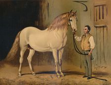 Cream State Carriage Horse. (Of Her Majesty's Stud) c1879. Creator: Unknown
