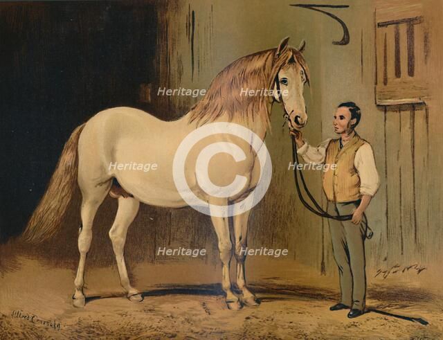 'Cream State Carriage Horse. (Of Her Majesty's Stud)', c1879. Creator: Unknown.