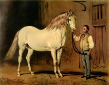 Cream State Carriage Horse of Queen Victoria's Stud c1875, (1944). Creator: Unknown