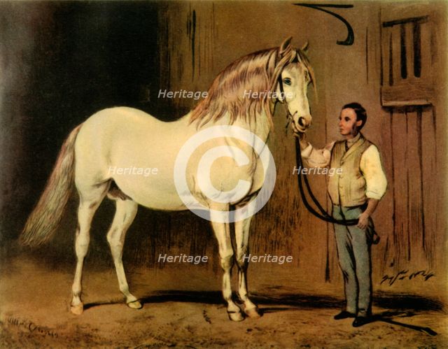 'Cream State Carriage Horse of Queen Victoria's Stud', c1875, (1944).  Creator: Unknown.