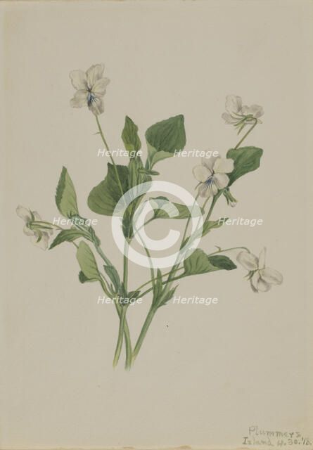 Cream Violet (Viola striata), 1918. Creator: Mary Vaux Walcott.