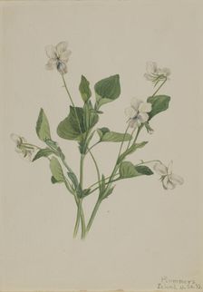Cream Violet (Viola striata), 1918. Creator: Mary Vaux Walcott