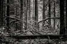 Creature of the Forest. Creator: Joshua Johnston