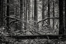 Creature of the Forest. Creator: Joshua Johnston