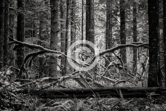 Creature of the Forest. Creator: Joshua Johnston.