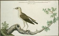 Creatophora cinerea (Wattled starling), 1777-1786. Creator: Robert Jacob Gordon
