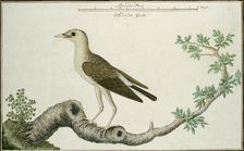 Creatophora cinerea (Wattled starling), 1777-1786. Creator: Robert Jacob Gordon