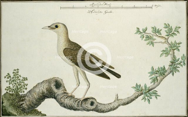 Creatophora cinerea (Wattled starling), 1777-1786. Creator: Robert Jacob Gordon.