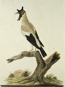 Creatophora cinerea (Wattled starling), 1777-1786. Creator: Robert Jacob Gordon
