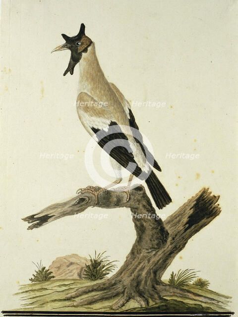 Creatophora cinerea (Wattled starling), 1777-1786. Creator: Robert Jacob Gordon.