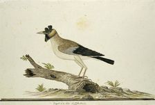 Creatophora cinerea (Wattled starling), 1777-1786. Creator: Robert Jacob Gordon