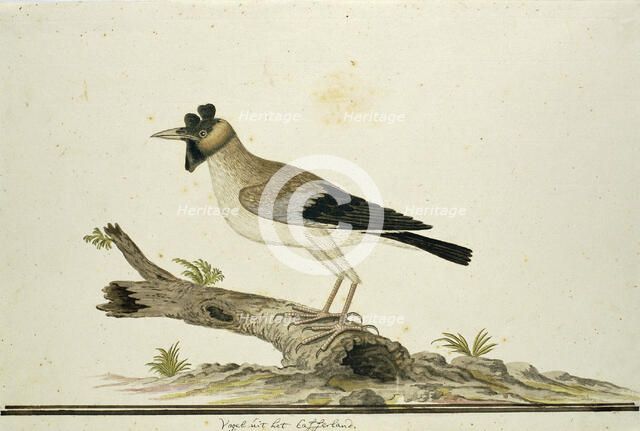 Creatophora cinerea (Wattled starling), 1777-1786. Creator: Robert Jacob Gordon.