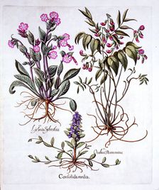Creeping Bugle, Spring Vetch and Red Campion, from Hortus Eystettensis by Basil Besler (1561-1629