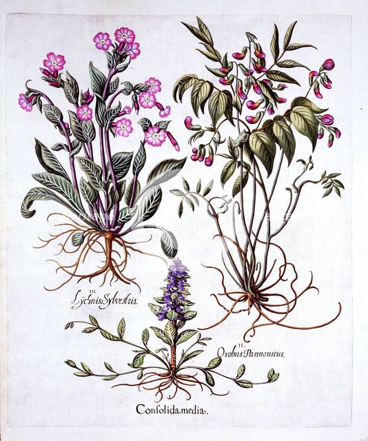 Creeping Bugle, Spring Vetch and Red Campion, from 'Hortus Eystettensis', by Basil Besler (1561-1629