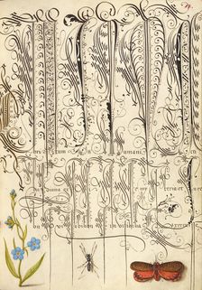 Creeping Forget-Me-Not, Insect, and Planthopper, 1561-1562; illumination added 1591-1596. Creator: Joris Hoefnagel