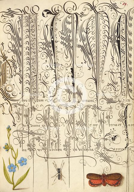 Creeping Forget-Me-Not, Insect, and Planthopper, 1561-1562; illumination added 1591-1596. Creator: Joris Hoefnagel.