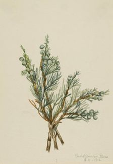 Creeping Juniper (Juniperus horizontalis), 1918. Creator: Mary Vaux Walcott