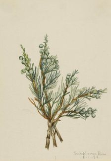 Creeping Juniper (Juniperus horizontalis), 1918. Creator: Mary Vaux Walcott