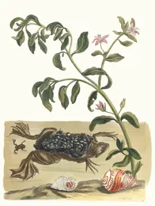 Cresson. From the Book Metamorphosis insectorum Surinamensium, 1705. Creator: Merian, Maria Sibylla (1647-1717)