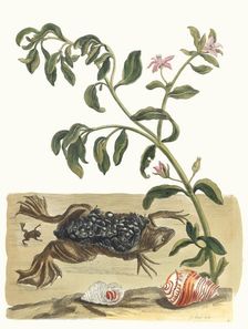 Cresson. From the Book Metamorphosis insectorum Surinamensium, 1705. Creator: Merian, Maria Sibylla (1647-1717)