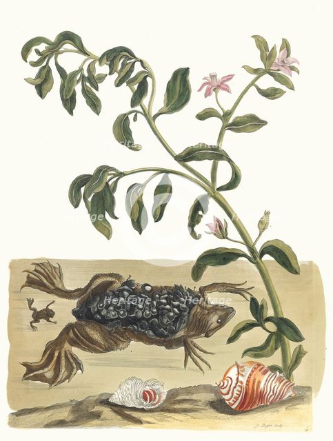 Cresson. From the Book Metamorphosis insectorum Surinamensium, 1705. Creator: Merian, Maria Sibylla (1647-1717).