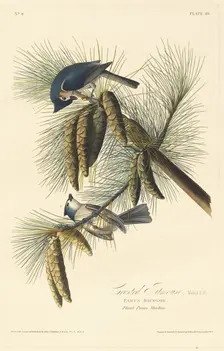 Crested Titmouse, 1828. Creator: Robert Havell
