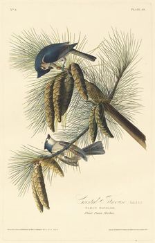 Crested Titmouse, 1828. Creator: Robert Havell