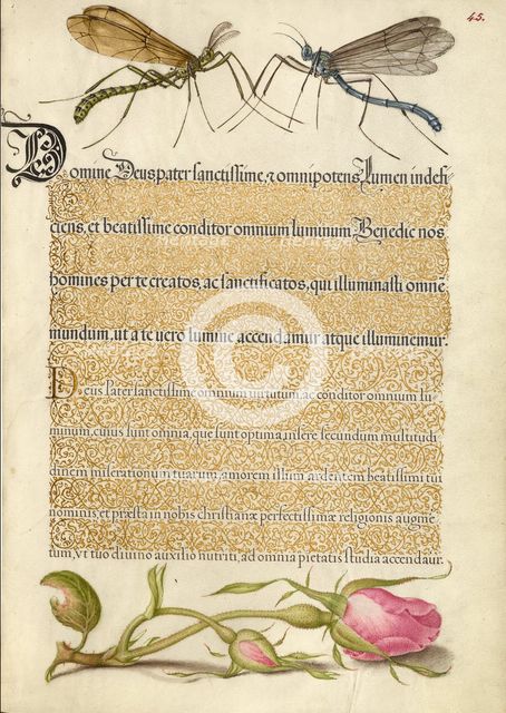Crested Crane Fly, Insect, and French Rose, 1561-1562; illumination added 1591-1596. Creator: Joris Hoefnagel.