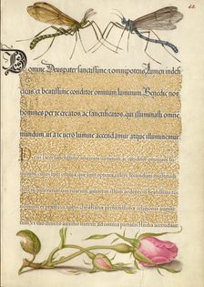 Crested Crane Fly, Insect, and French Rose, 1561-1562; illumination added 1591-1596. Creator: Joris Hoefnagel