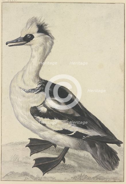 Crested duck with a white breast, black beak, feet, and wings, 18th century. Creator: Aert Schouman; Aert Schouman imitator; alternatively.