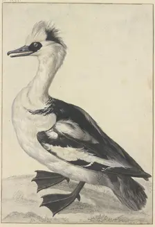Crested duck with a white breast, black beak, feet, and wings, 18th century. Creator: Aert Schouman; Aert Schouman imitator; alternatively