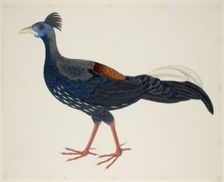 Crested Fireback Pheasant, c1824. Creator: J Briois