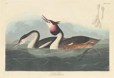 Crested Grebe, 1836. Creator: Robert Havell