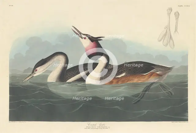 Crested Grebe, 1836. Creator: Robert Havell.