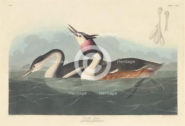 Crested Grebe, 1836. Creator: Robert Havell.