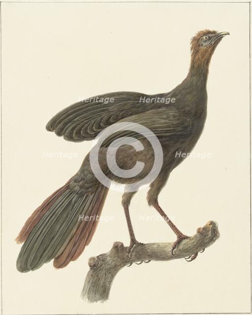 Crested guan (Penelope Purpurascens), 1759-1842. Creator: Pieter Bartholomeusz. Barbiers.